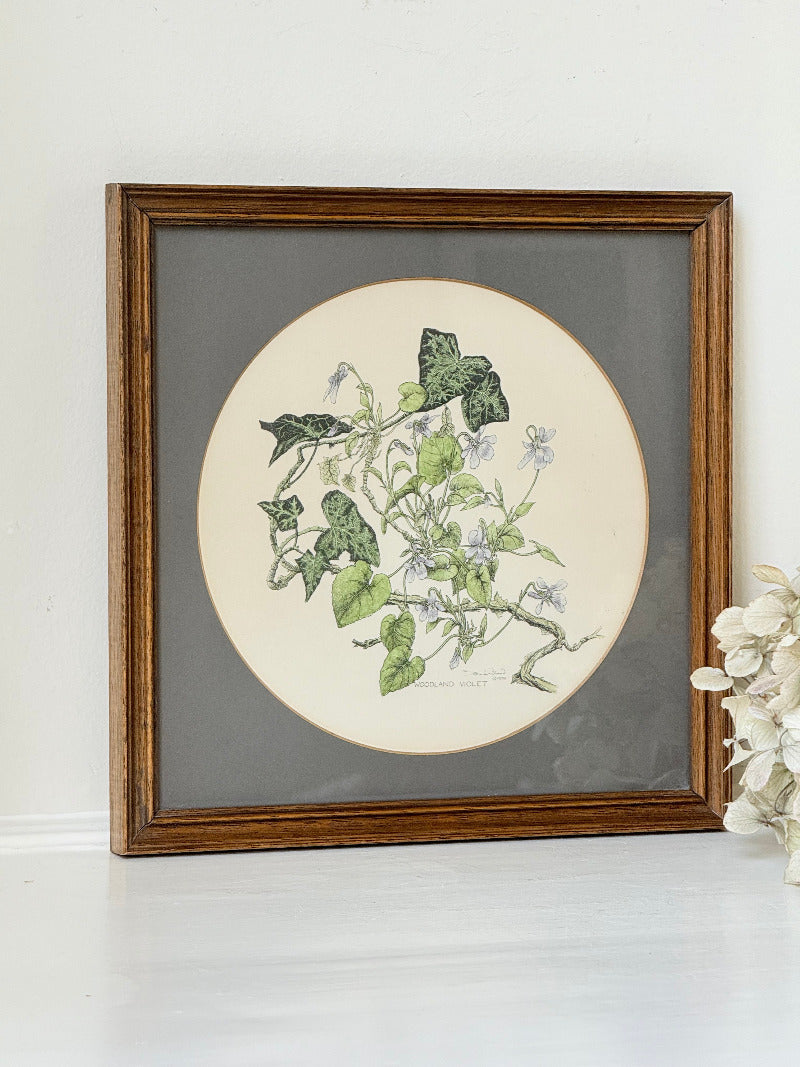 framed hand coloured botanical print of ivy and white blossoms photographed on white surface