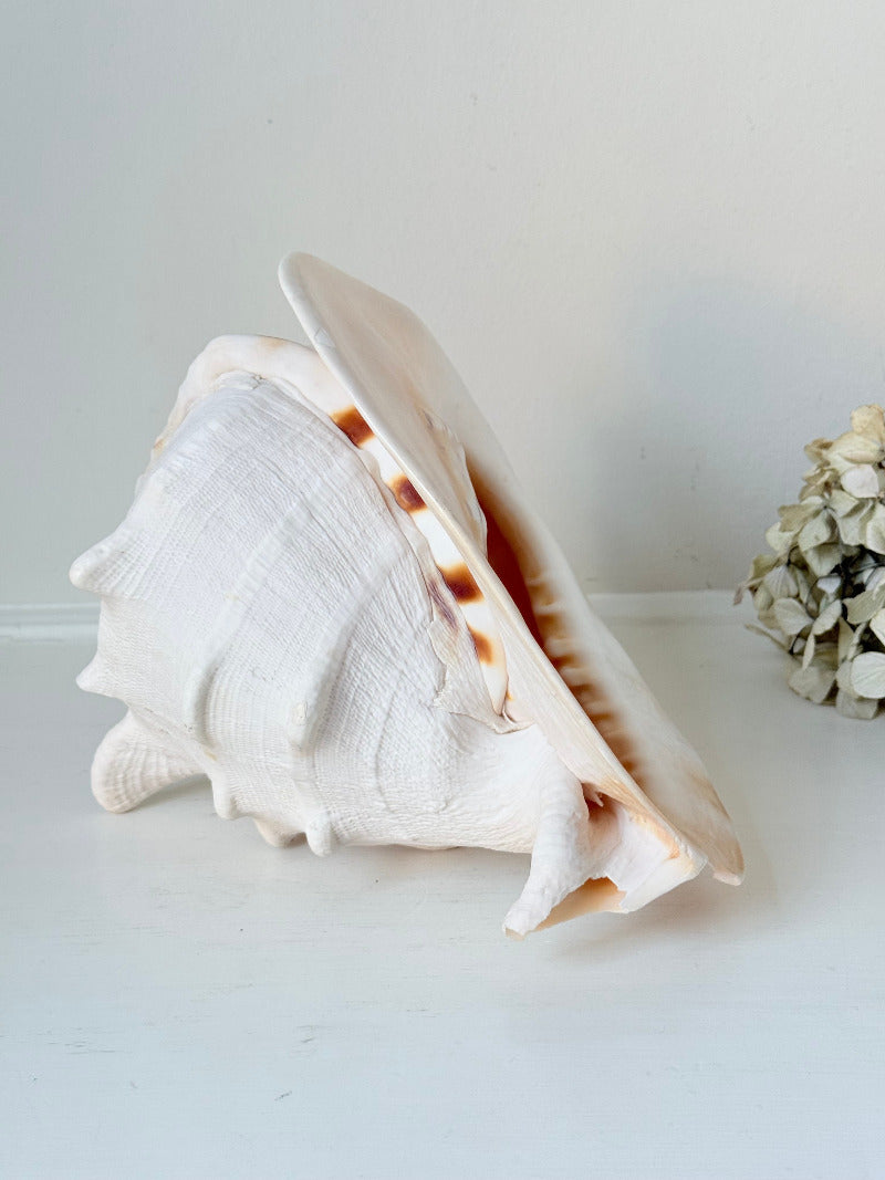 Vintage Queen Helmet shell in cream and peach tones with patterned surface, styled on a white surface beside dried hydrangeas.