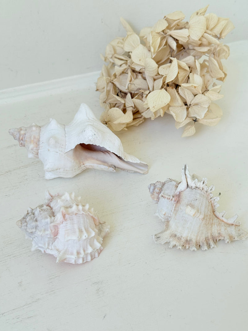 Set of three vintage coastal shells in soft pink and white, styled on a white surface