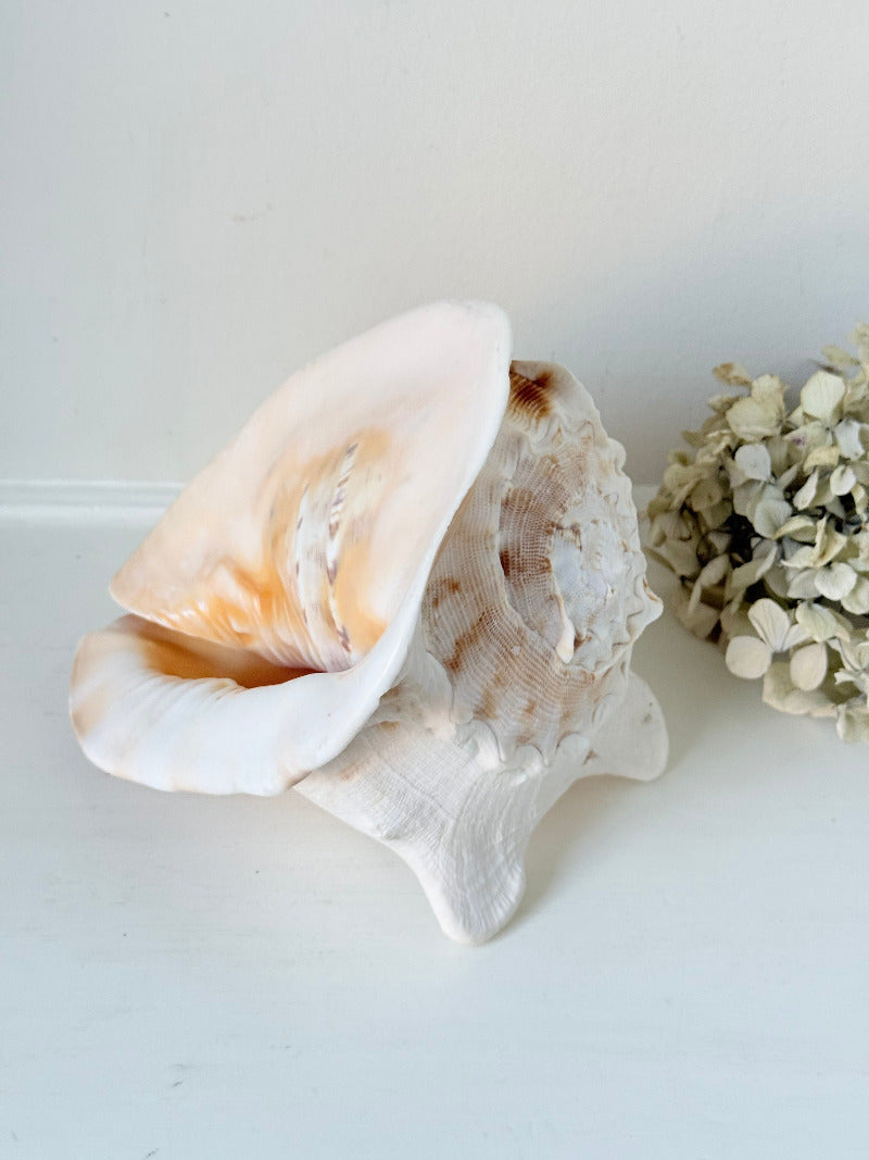 Vintage Queen Helmet shell in cream and peach tones with patterned surface, styled on a white surface beside dried hydrangeas.