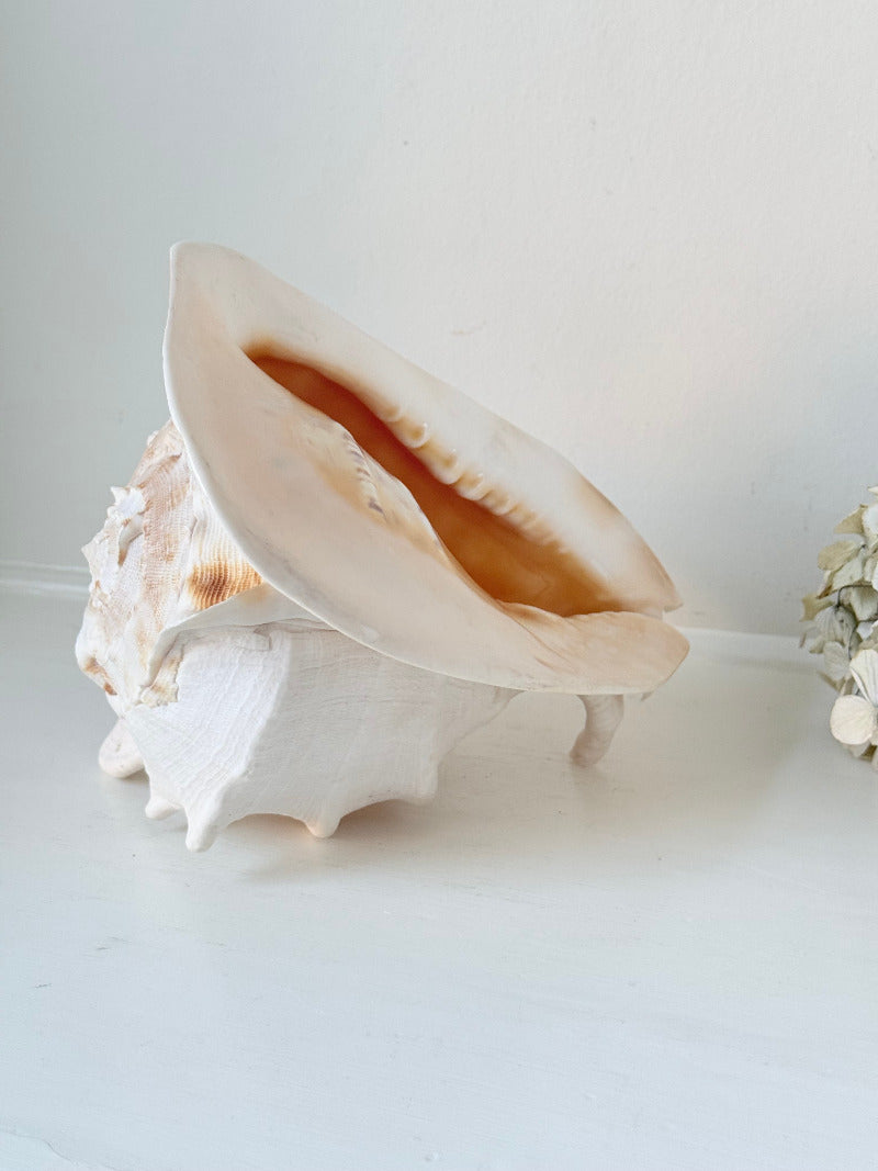 Vintage Queen Helmet shell in cream and peach tones with patterned surface, styled on a white surface beside dried hydrangeas.