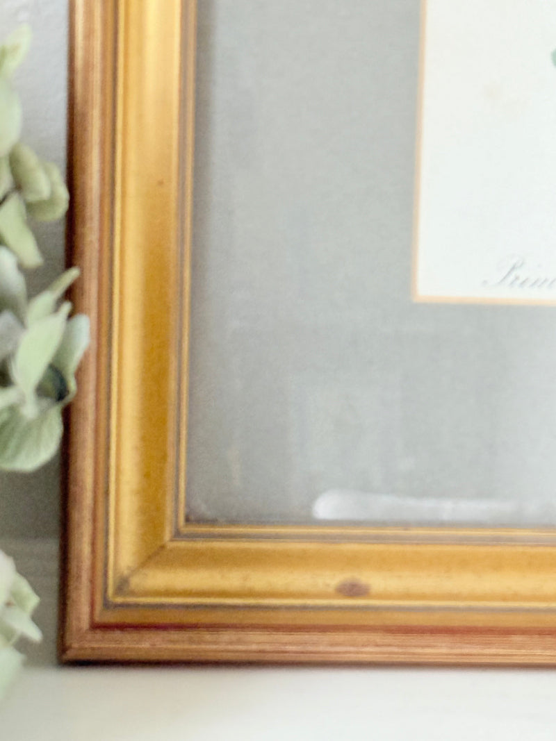 vintage botanical print of primula Tirolensis in gold frame on white surface with green hydrangeas
