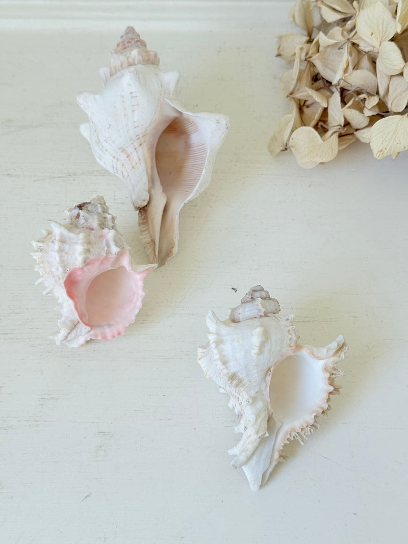 Set of three vintage coastal shells in soft pink and white, styled on a white surface