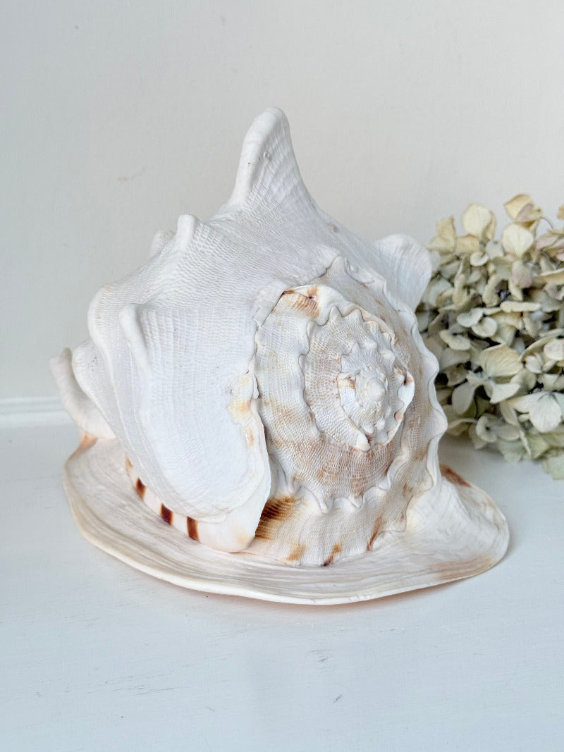 Vintage Queen Helmet shell in cream and peach tones with patterned surface, styled on a white surface beside dried hydrangeas.
