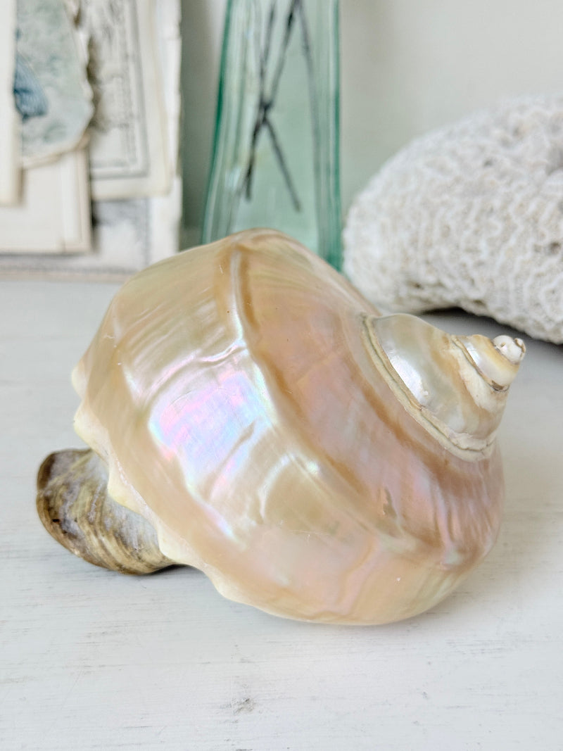 Polished mother of pearl spiral sea shell in champagne and gold with iridescent nacre