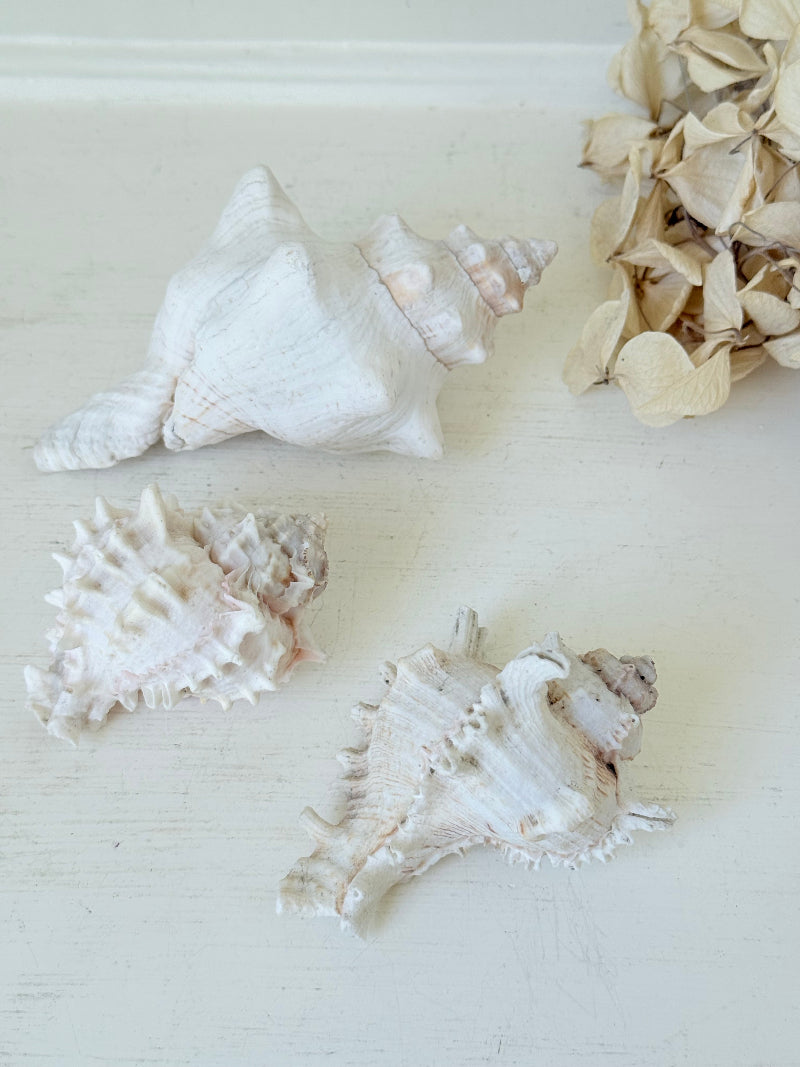 Set of three vintage coastal shells in soft pink and white, styled on a white surface