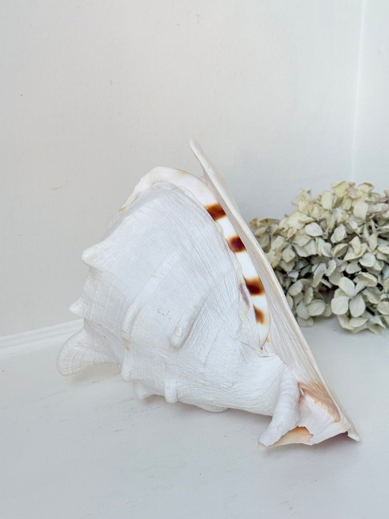 Vintage Queen Helmet shell in cream and peach tones with patterned surface, styled on a white surface beside dried hydrangeas.