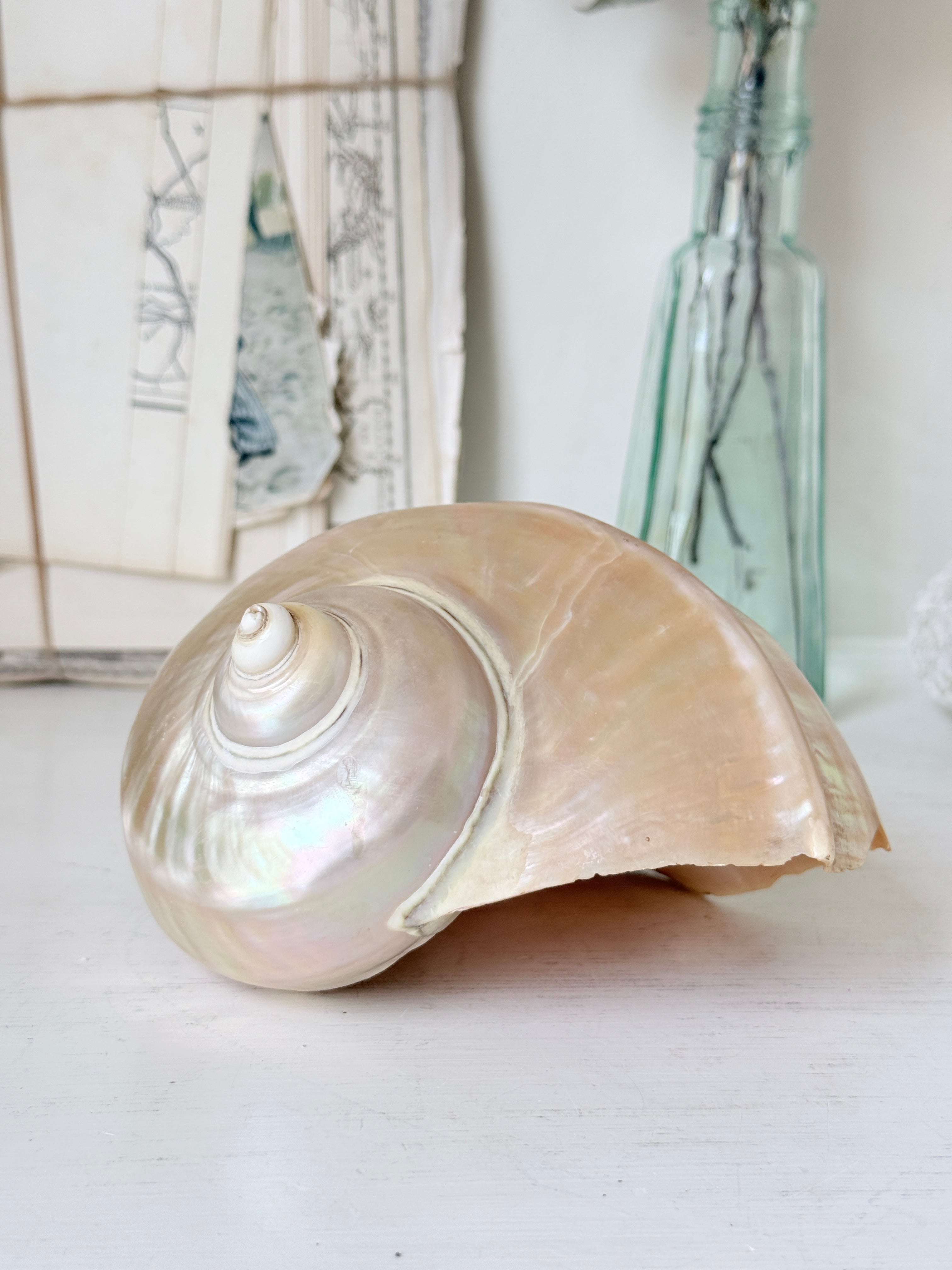 Polished mother of pearl spiral sea shell with iridescent pink and gold nacre on a white surface
