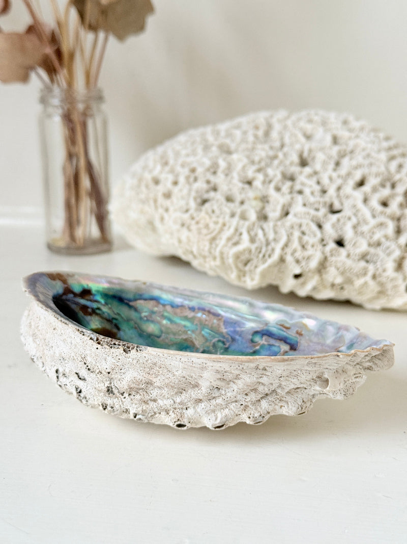 Iridescent decorative shell with blue and green interior, photographed on a white surface