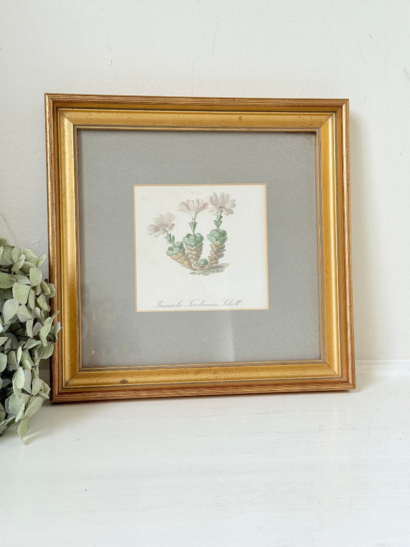 vintage botanical print of primula Tirolensis in gold frame on white surface with green hydrangeas