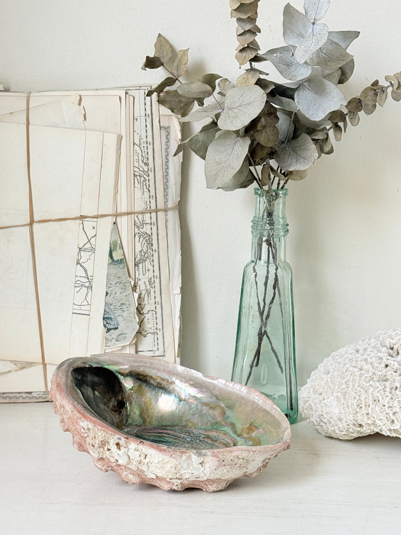 Large abalone shell with iridescent green and silver interior photographed on a white surface