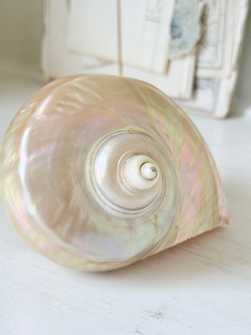 Polished mother of pearl spiral sea shell with iridescent pink and gold nacre on a white surface