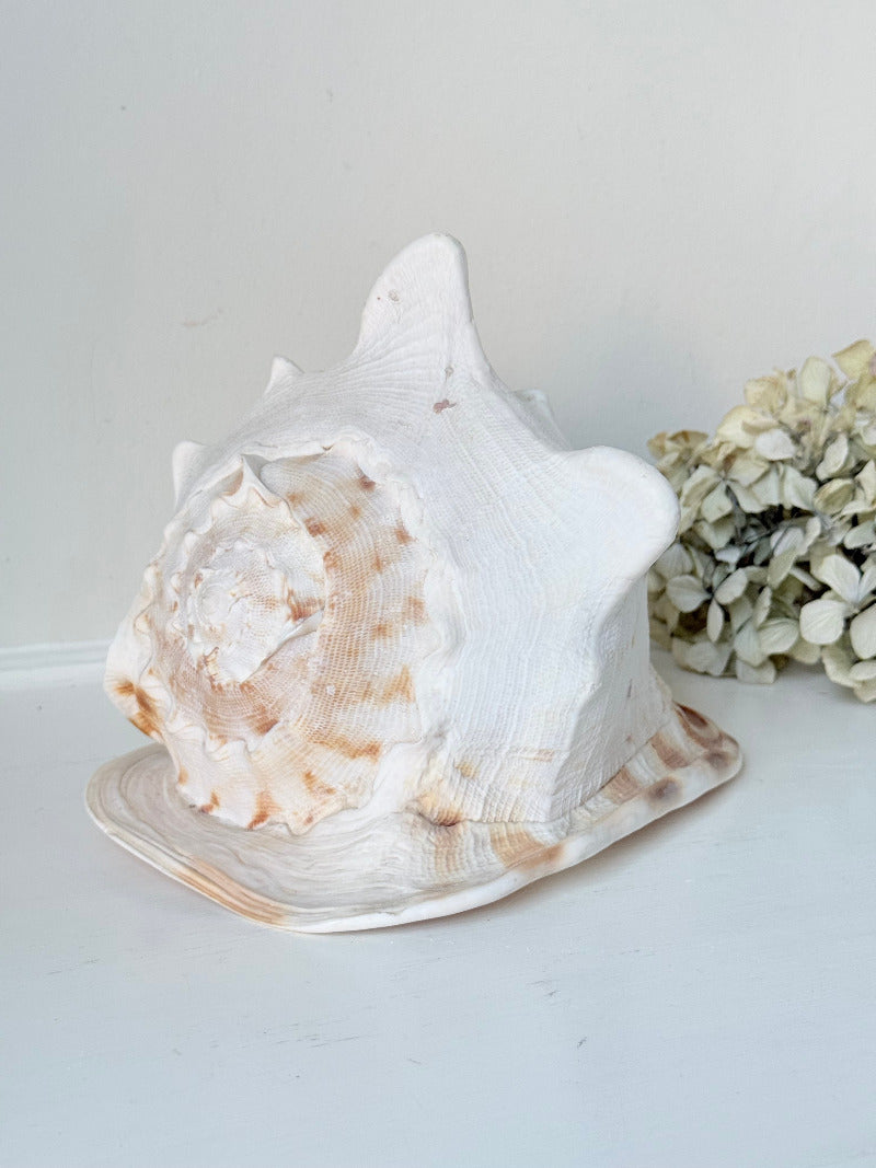 Vintage Queen Helmet shell in cream and peach tones with patterned surface, styled on a white surface beside dried hydrangeas.