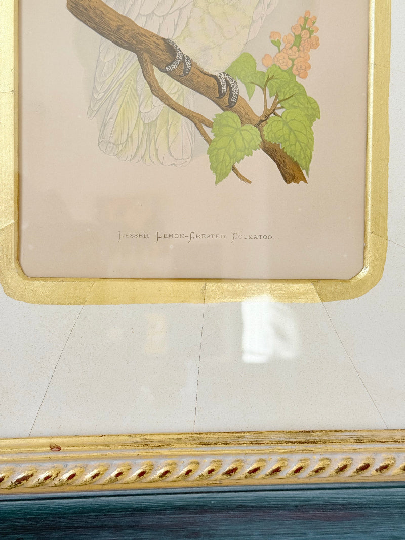 Framed cockatoo bird print in green and gold frame with mount, styled on white surface with vintage books