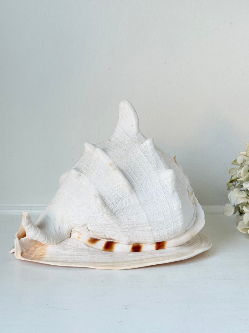 Vintage Queen Helmet shell in cream and peach tones with patterned surface, styled on a white surface beside dried hydrangeas.
