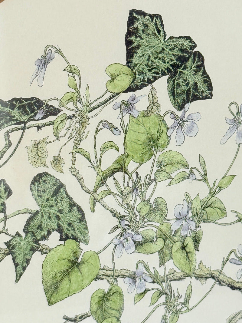 framed hand coloured botanical print of ivy and white blossoms photographed on white surface