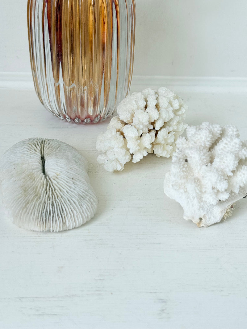 Trio of natural white coral pieces in different shapes, styled on a white surface with warm-toned accessories