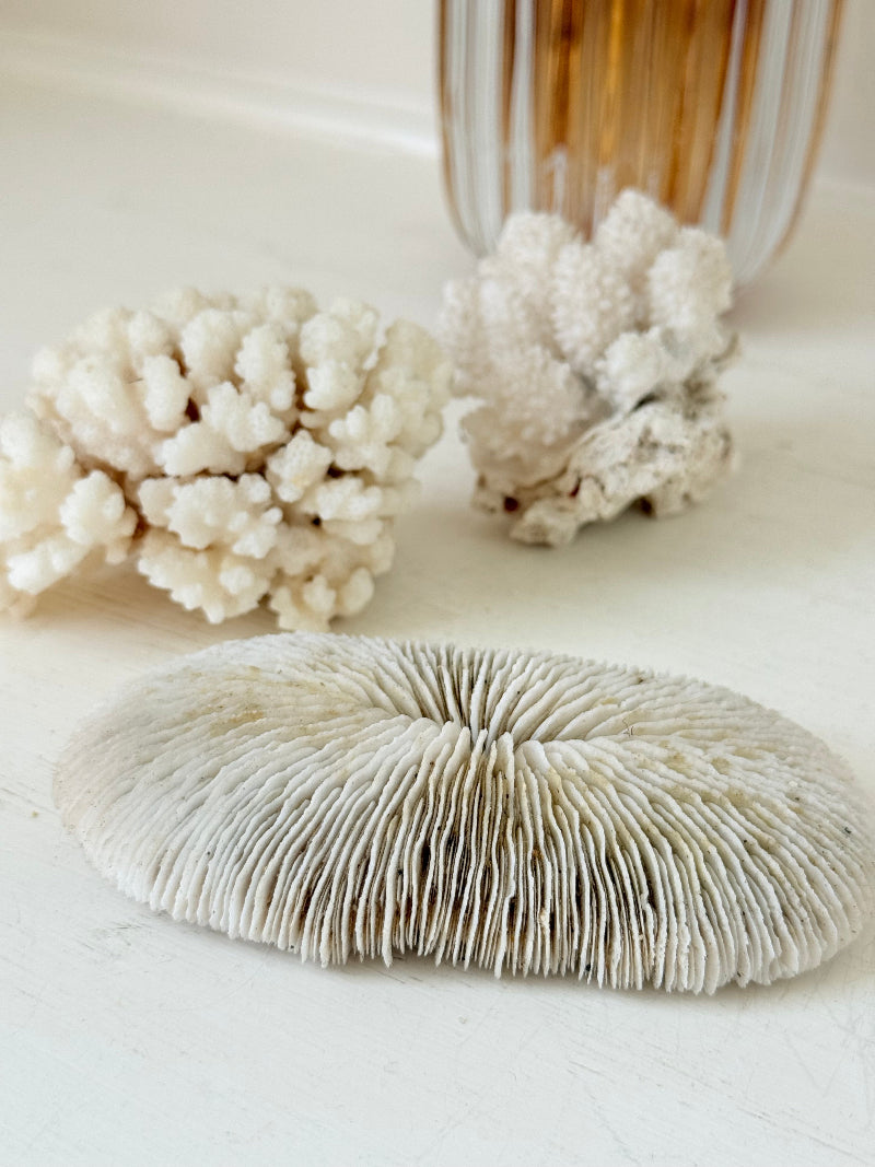 Trio of natural white coral pieces in different shapes, styled on a white surface with warm-toned accessories