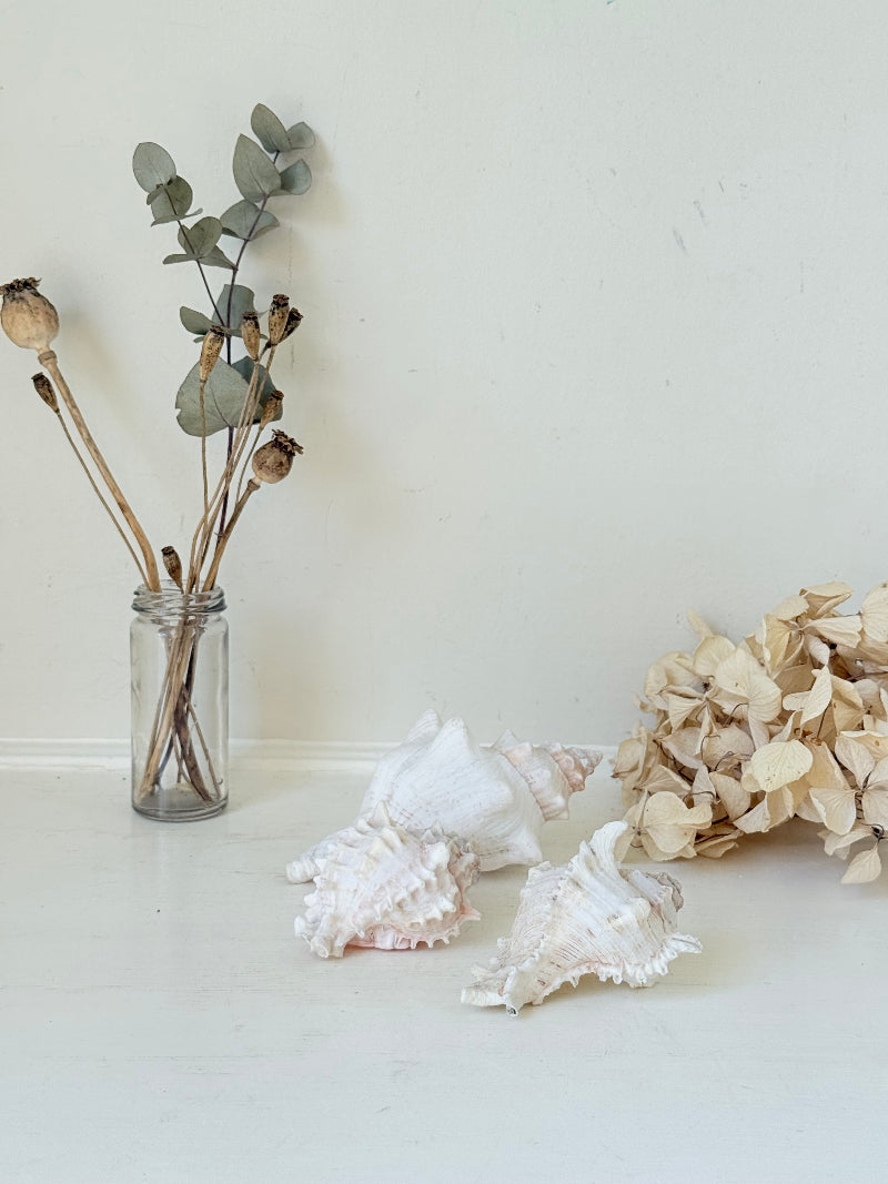 Set of three vintage coastal shells in soft pink and white, styled on a white surface