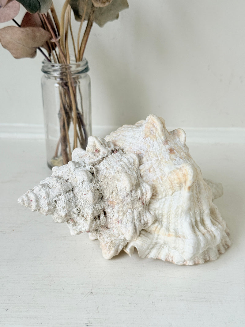 Large decorative seashell in cream and peach tones with textured ridges, photographed on a white surface