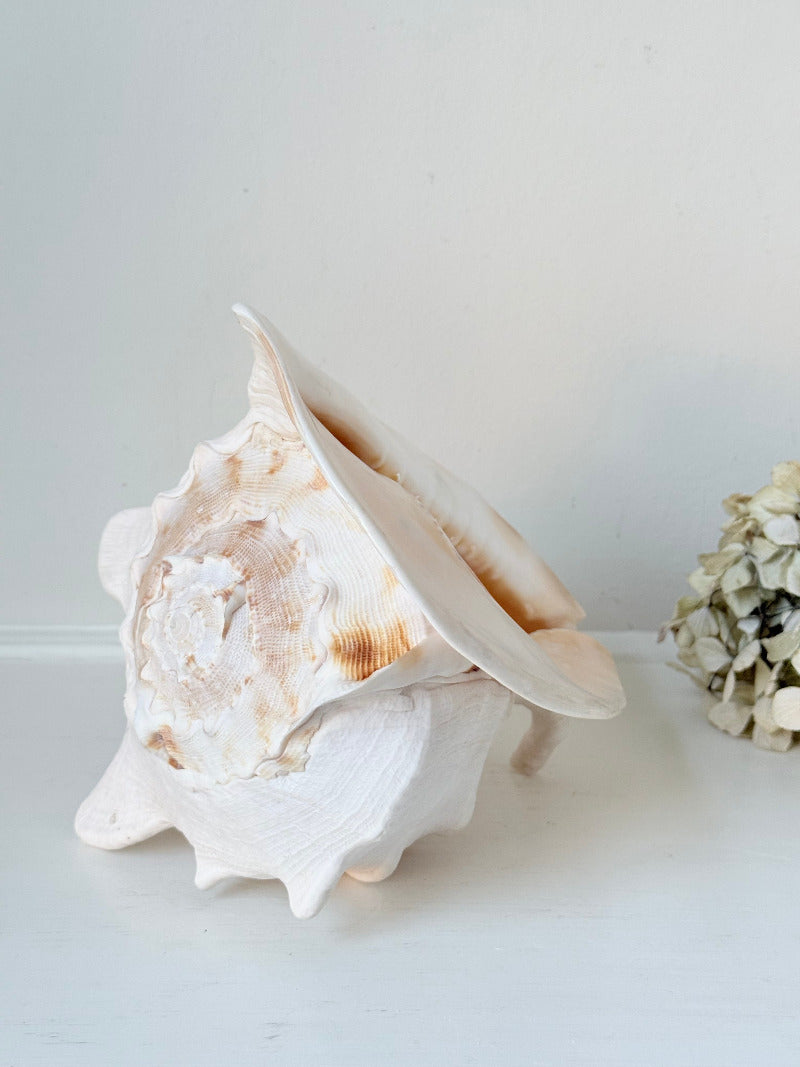 Vintage Queen Helmet shell in cream and peach tones with patterned surface, styled on a white surface beside dried hydrangeas.