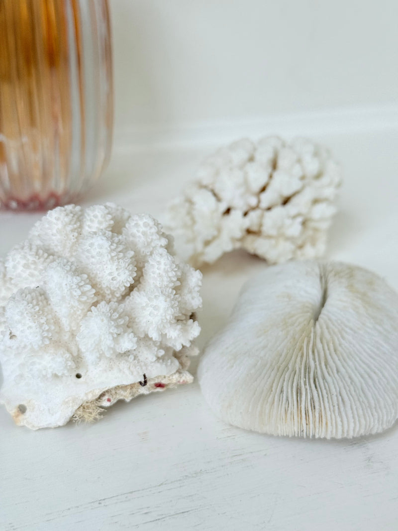 Trio of natural white coral pieces in different shapes, styled on a white surface with warm-toned accessories