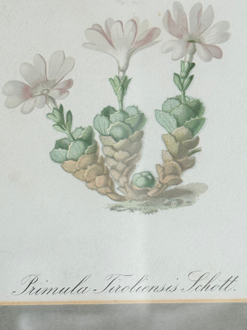 vintage botanical print of primula Tirolensis in gold frame on white surface with green hydrangeas