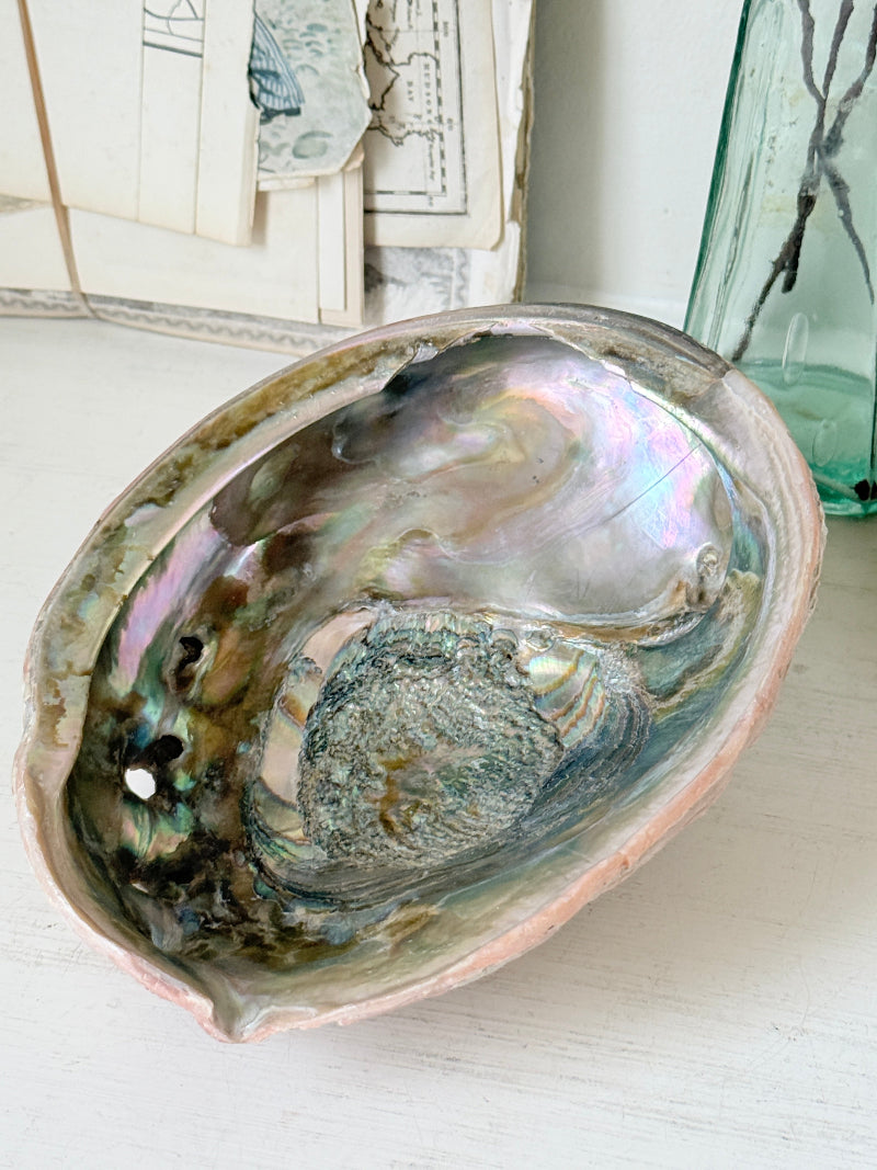 Large abalone shell with iridescent green and silver interior photographed on a white surface