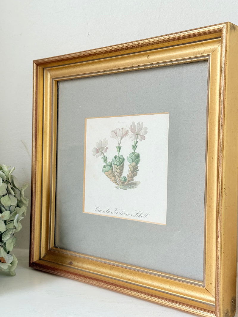 vintage botanical print of primula Tirolensis in gold frame on white surface with green hydrangeas