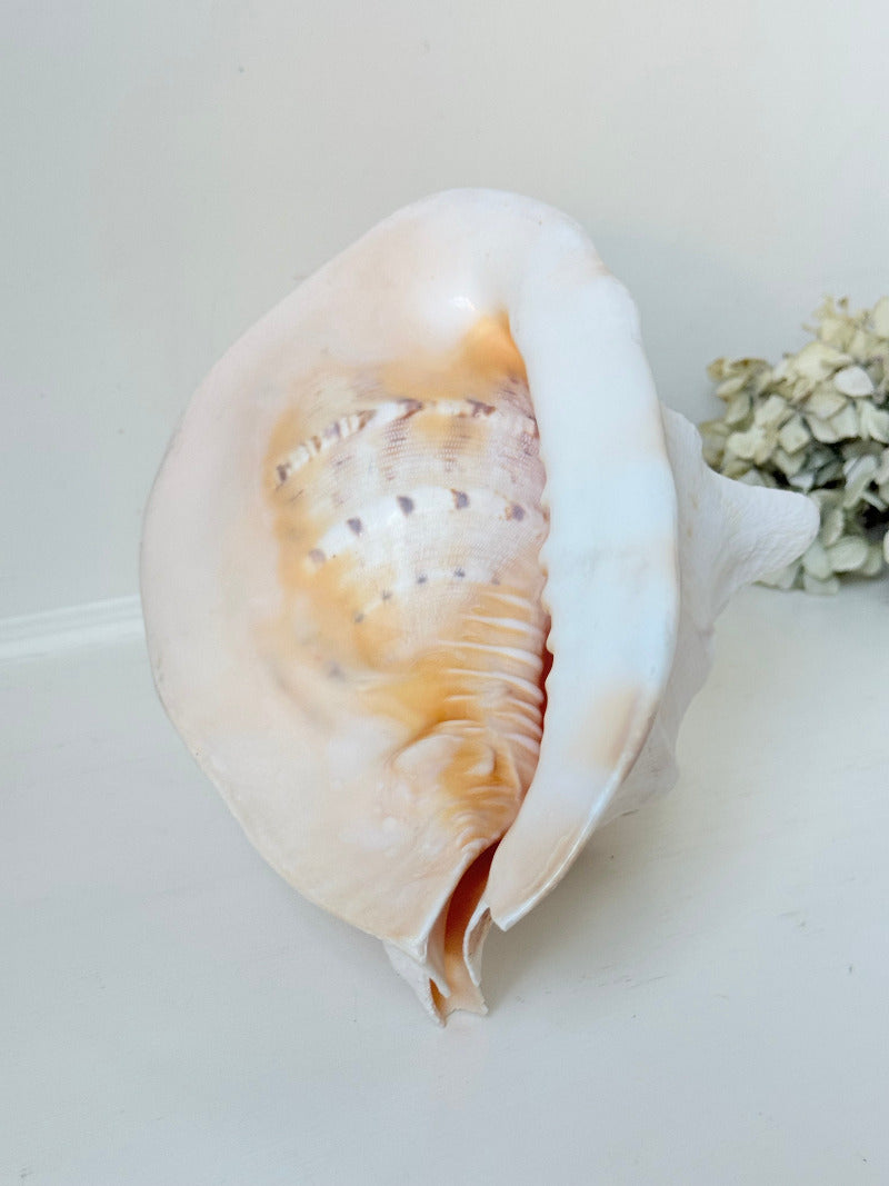 Vintage Queen Helmet shell in cream and peach tones with patterned surface, styled on a white surface beside dried hydrangeas.