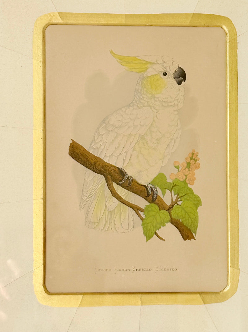 Framed cockatoo bird print in green and gold frame with mount, styled on white surface with vintage books