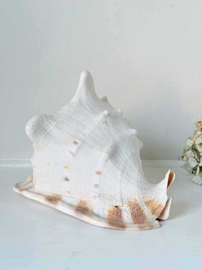 Vintage Queen Helmet shell in cream and peach tones with patterned surface, styled on a white surface beside dried hydrangeas.
