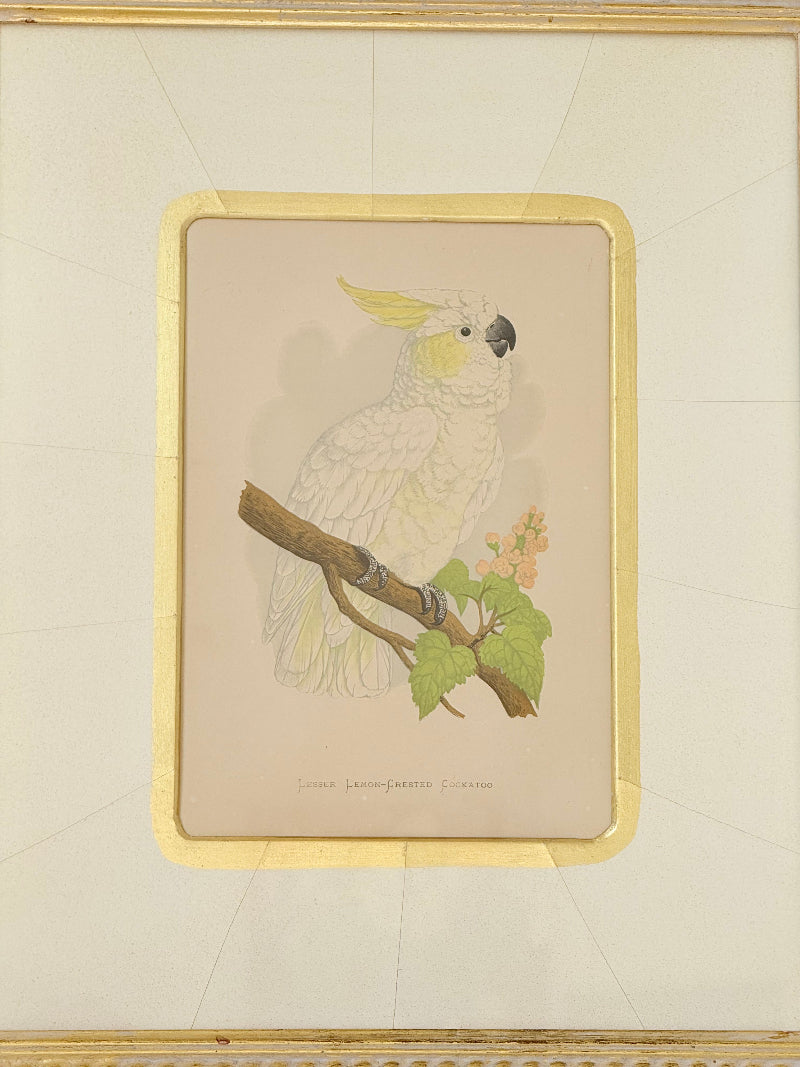 Framed cockatoo bird print in green and gold frame with mount, styled on white surface with vintage books