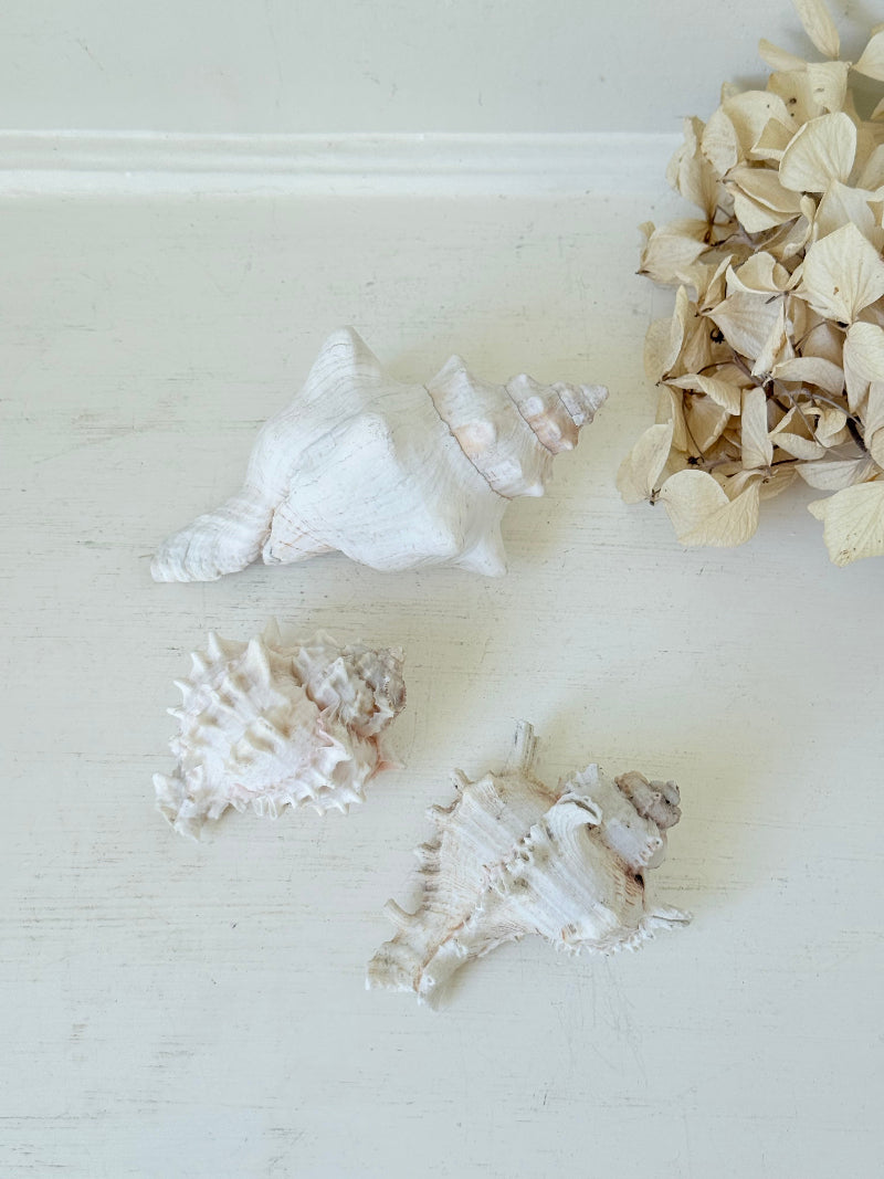 Set of three vintage coastal shells in soft pink and white, styled on a white surface