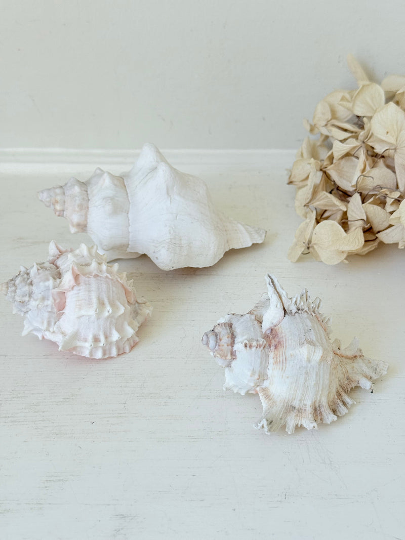 Set of three vintage coastal shells in soft pink and white, styled on a white surface