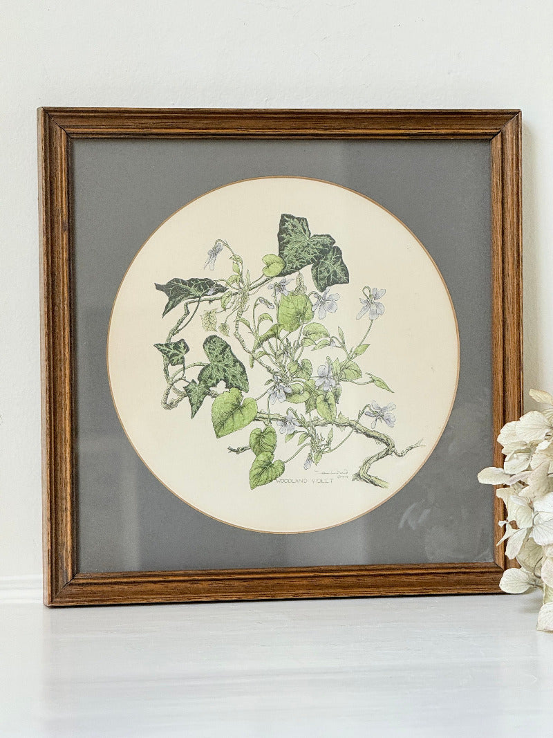 framed hand coloured botanical print of ivy and white blossoms photographed on white surface