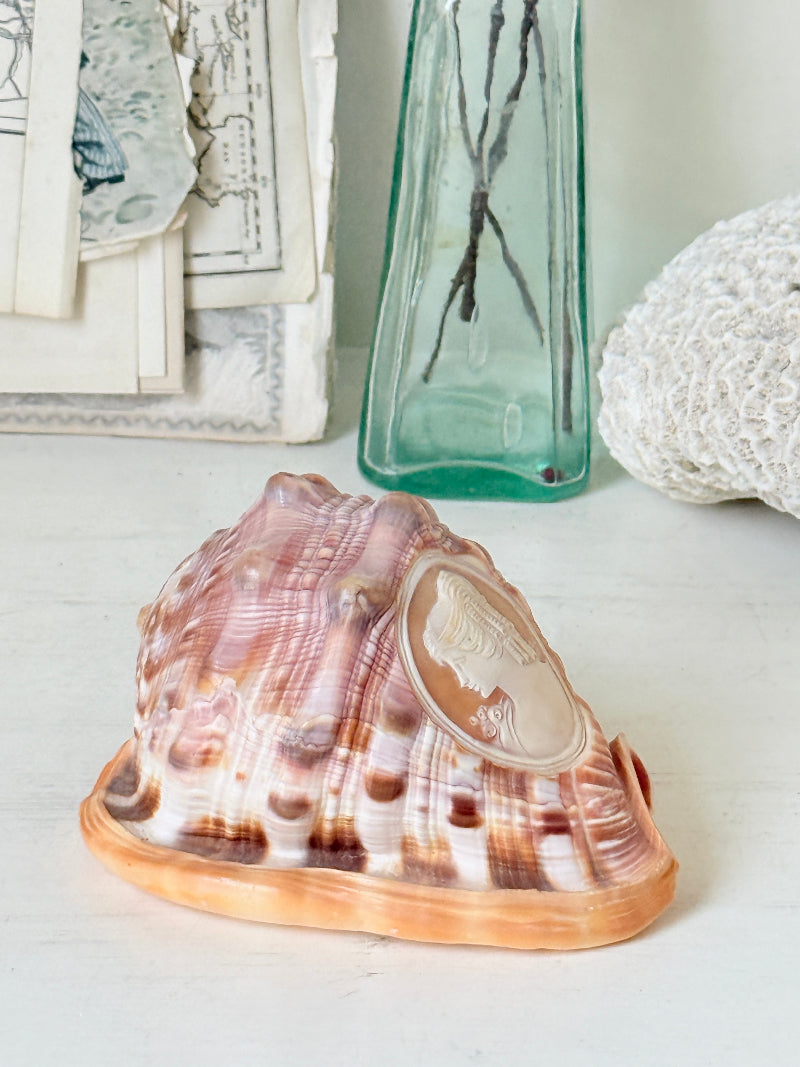 Hand carved cameo helmet shell with a classical female profile in pale relief on pink and brown