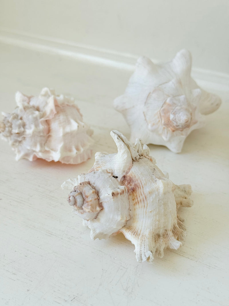 Set of three vintage coastal shells in soft pink and white, styled on a white surface