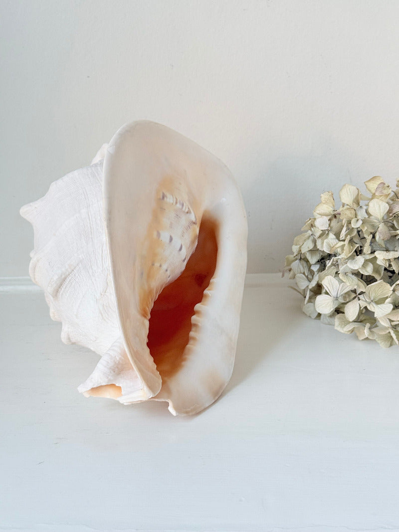 Vintage Queen Helmet shell in cream and peach tones with patterned surface, styled on a white surface beside dried hydrangeas.