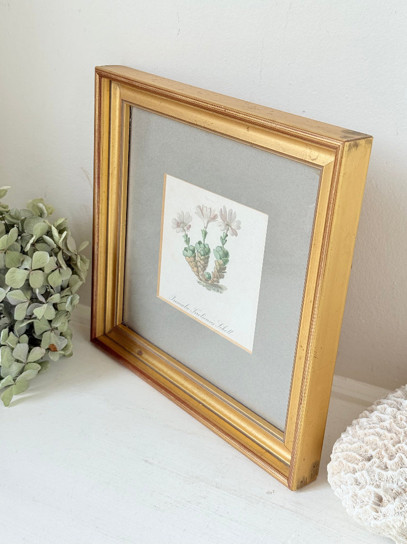 vintage botanical print of primula Tirolensis in gold frame on white surface with green hydrangeas