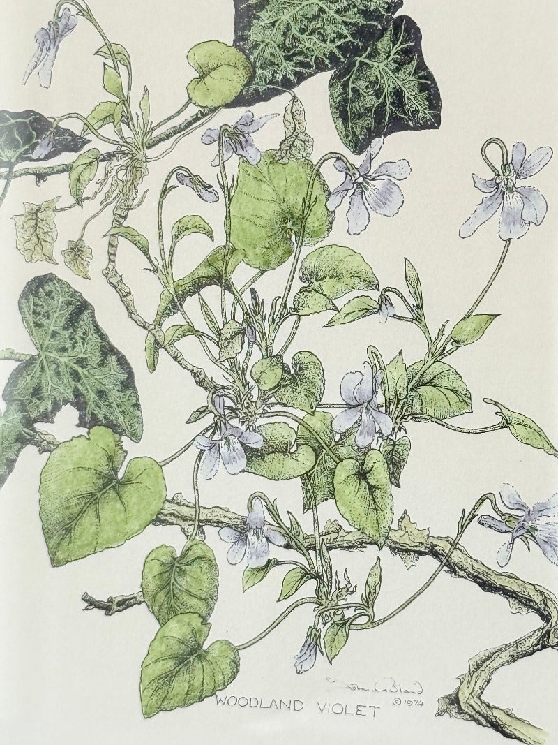 framed hand coloured botanical print of ivy and white blossoms photographed on white surface