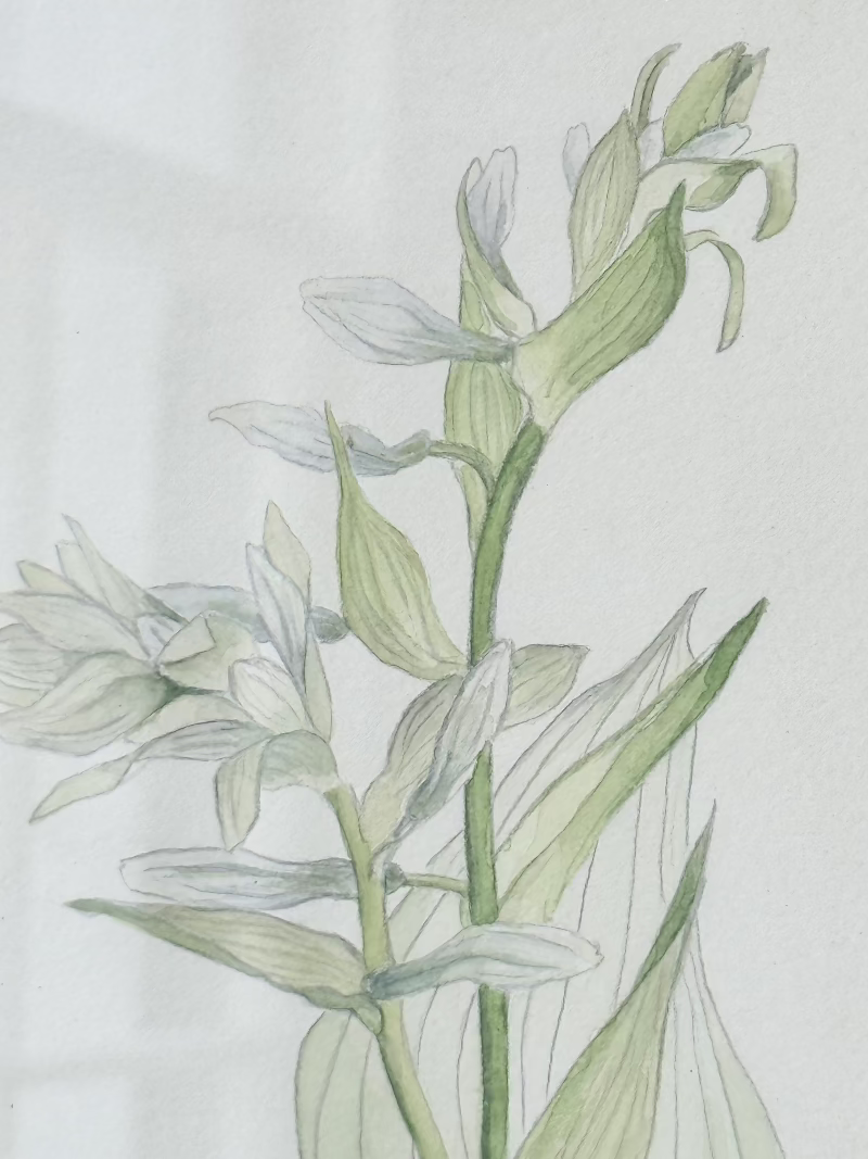 Vintage watercolour of hosta lilies in a gilt frame, signed and dated 1974, styled on white surface with soft decor