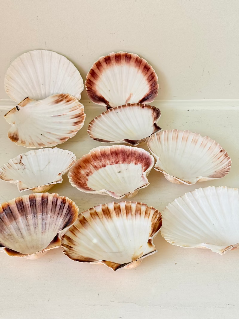 Set of 10 natural scallop shells in mixed sizes and tones, photographed on white surface.