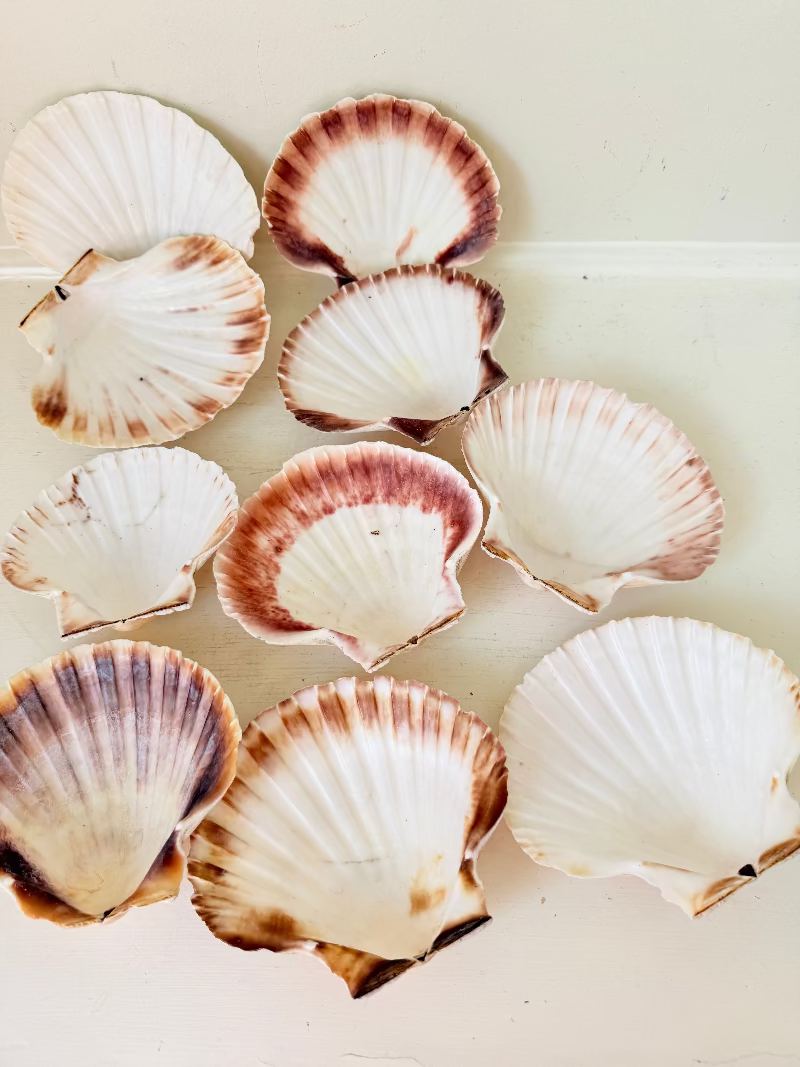Set of 10 natural scallop shells in mixed sizes and tones, photographed on white surface.