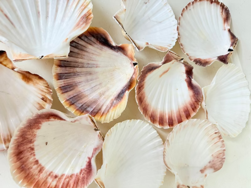 Set of 10 natural scallop shells in mixed sizes and tones, photographed on white surface.