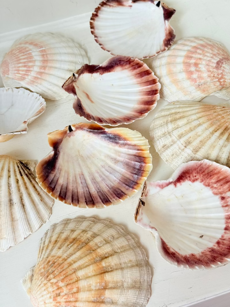 Set of 10 natural scallop shells in mixed sizes and tones, photographed on white surface.