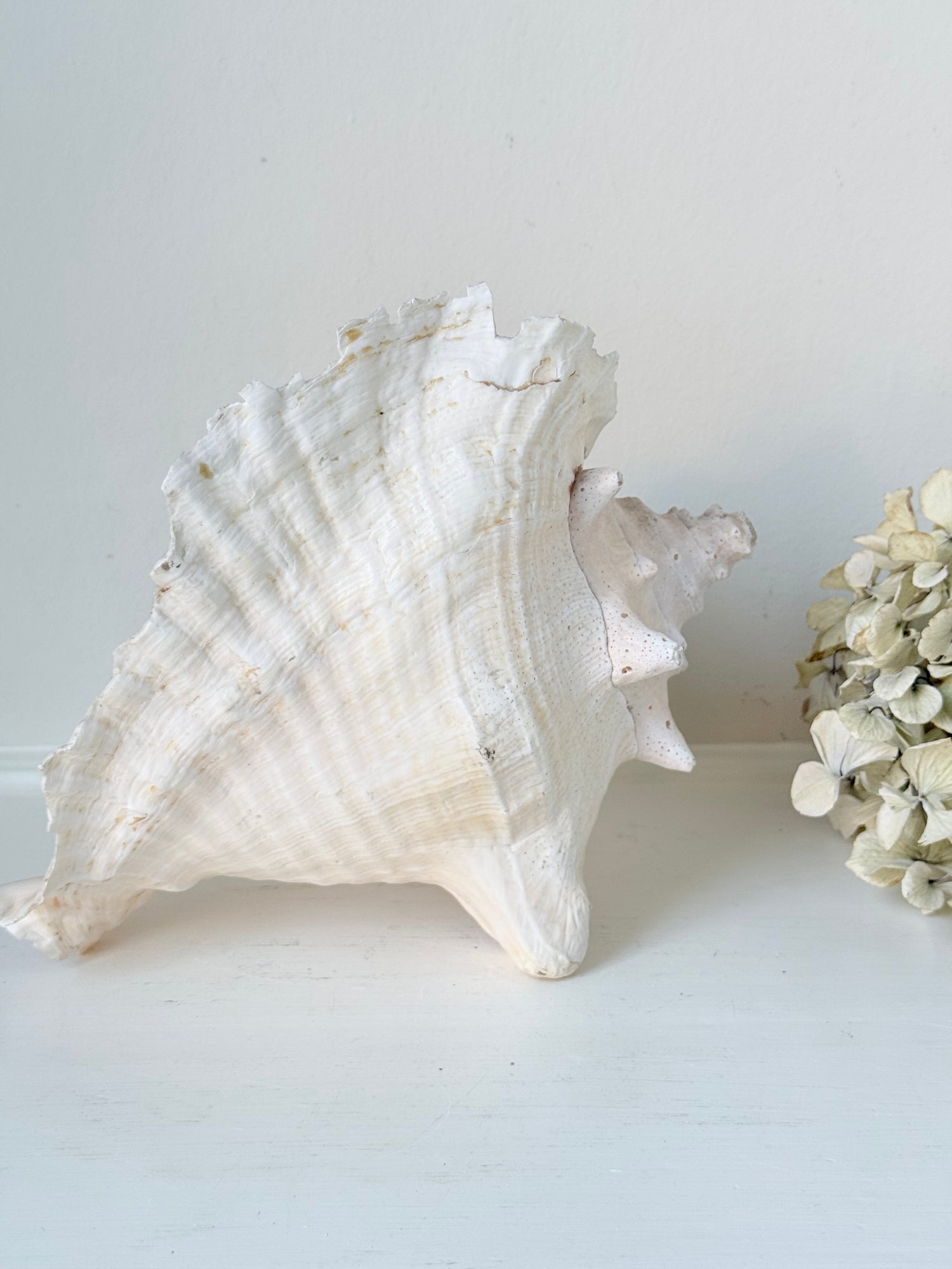 Shells and natural finds