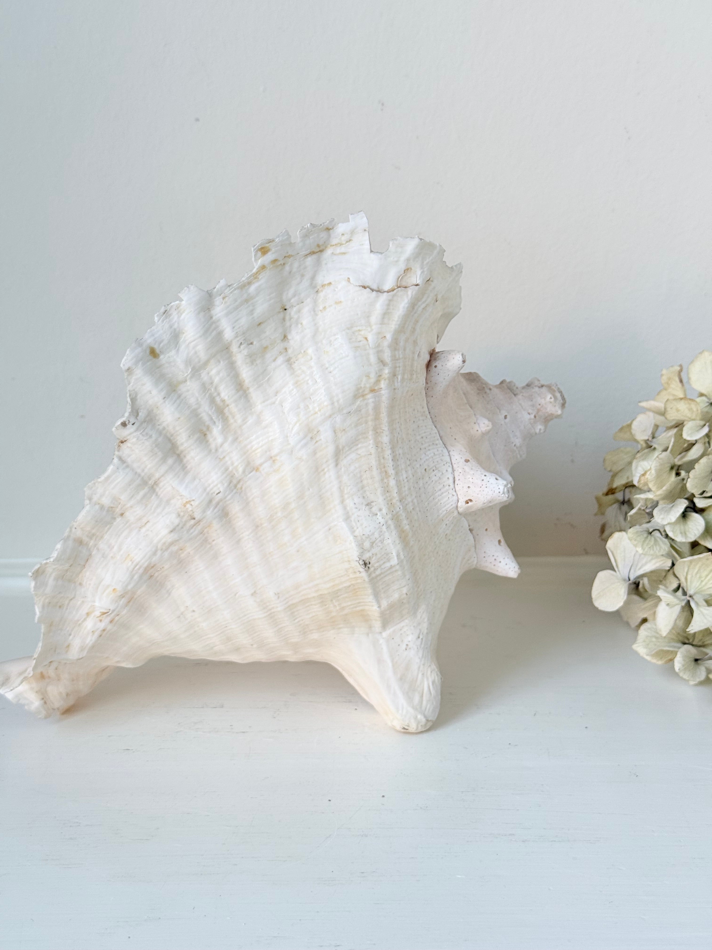 Shells and natural finds
