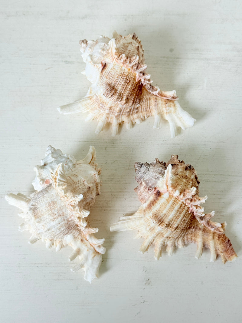 Three natural seashells arranged on a light off-white wooden surface.