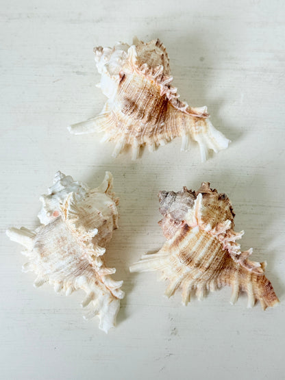 Three natural seashells arranged on a light off-white wooden surface.